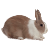 Rabbits are small, herbivorous mammals belonging to the family Leporidae.